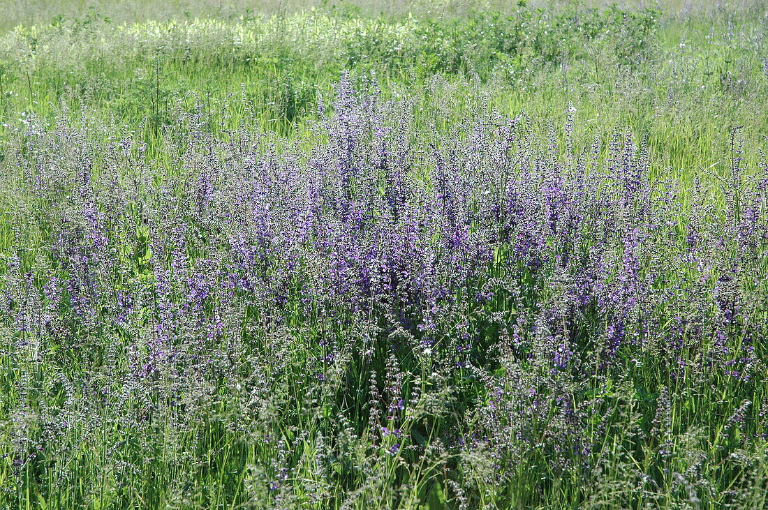 Salvia pratensis