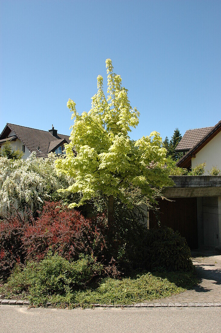 Acer platanoides 'Drummondii
