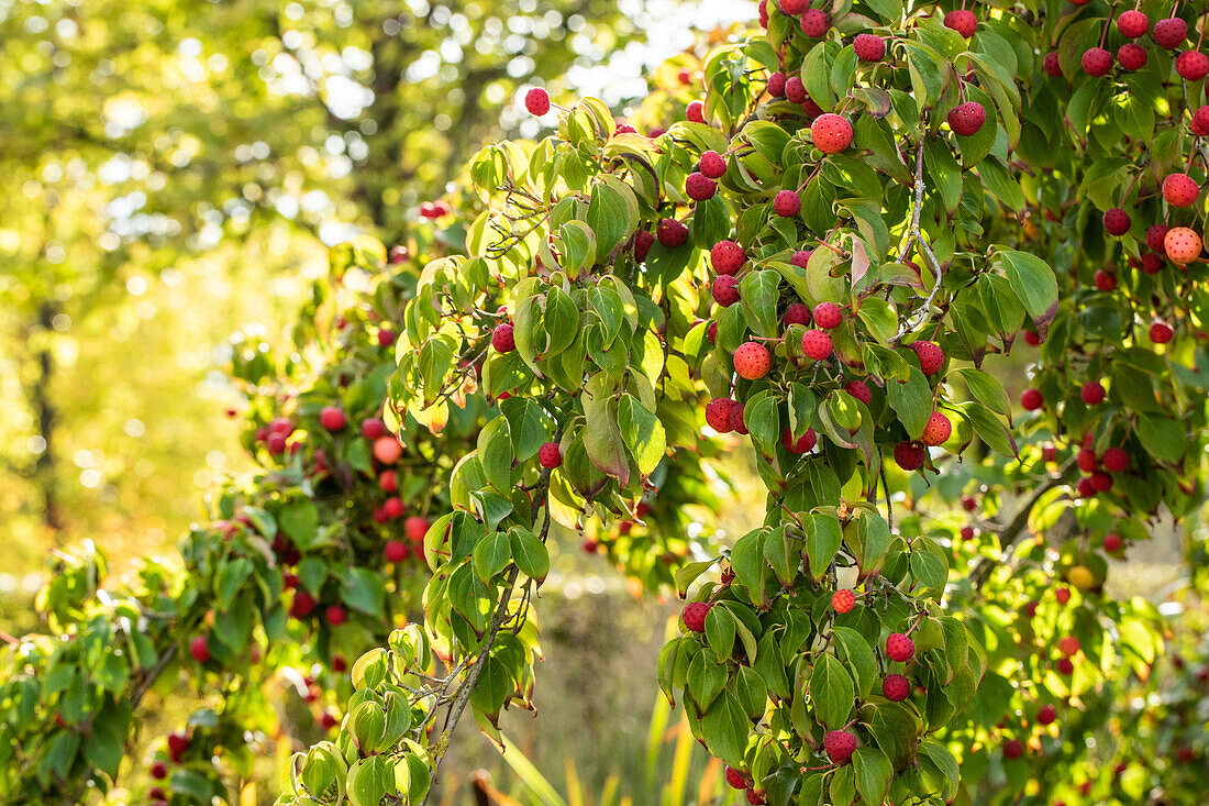 Cornus kousa