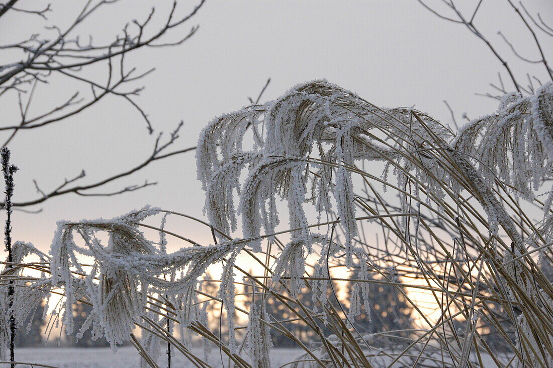 Grasses with hoar frost