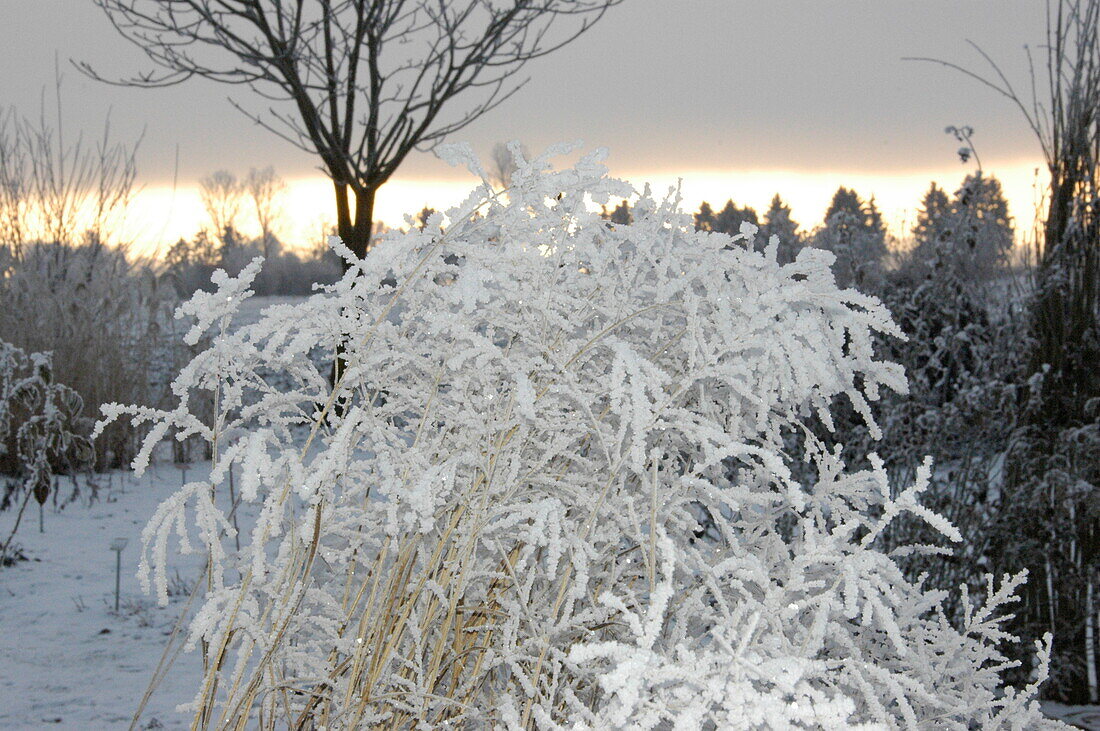 Grasses with hoar frost