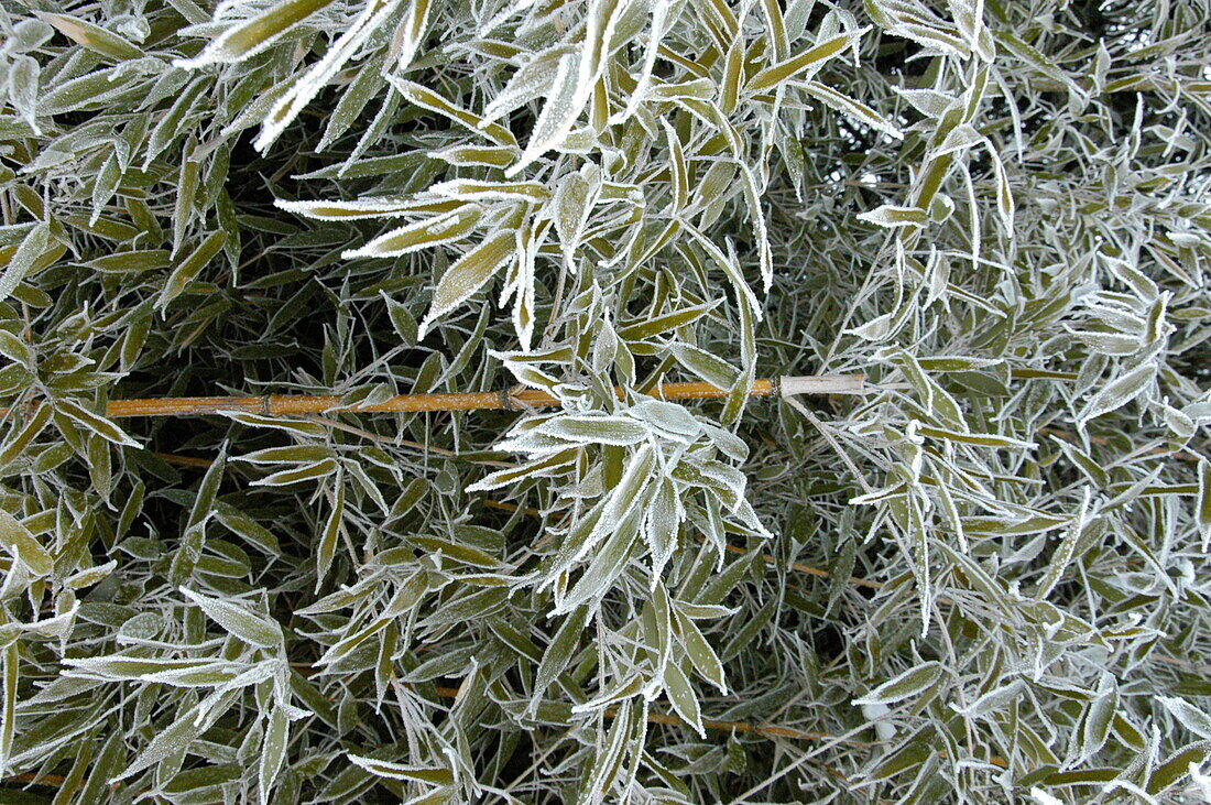 Bamboo leaves with hoar frost