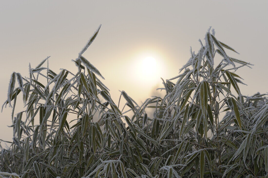 Bamboo leaves with hoarfrost