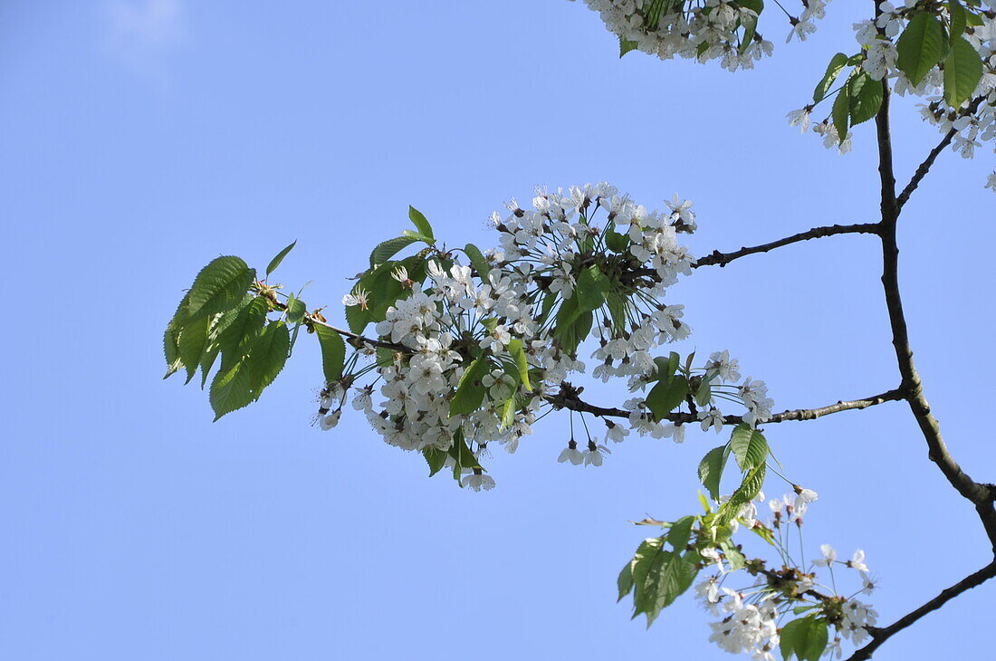 Prunus cerasus