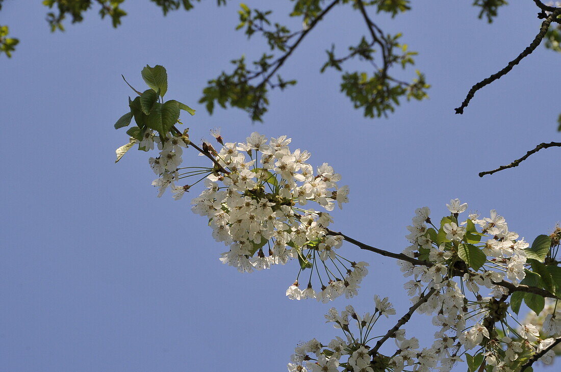 Prunus avium, Wildform