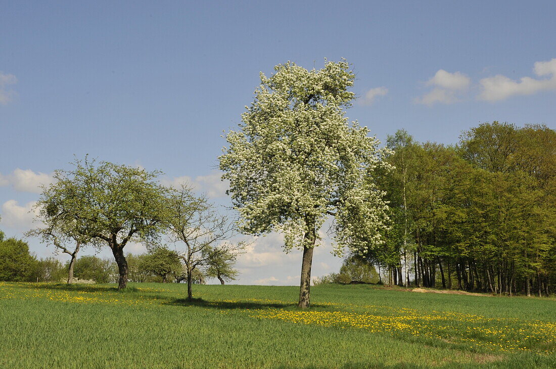 Deciduous trees in spring
