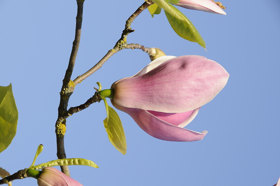 Magnolia gresham