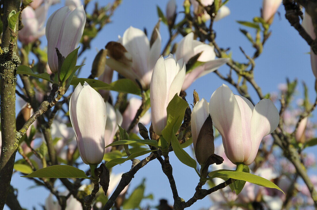 Magnolia x soulangiana 'Heaven Scent'