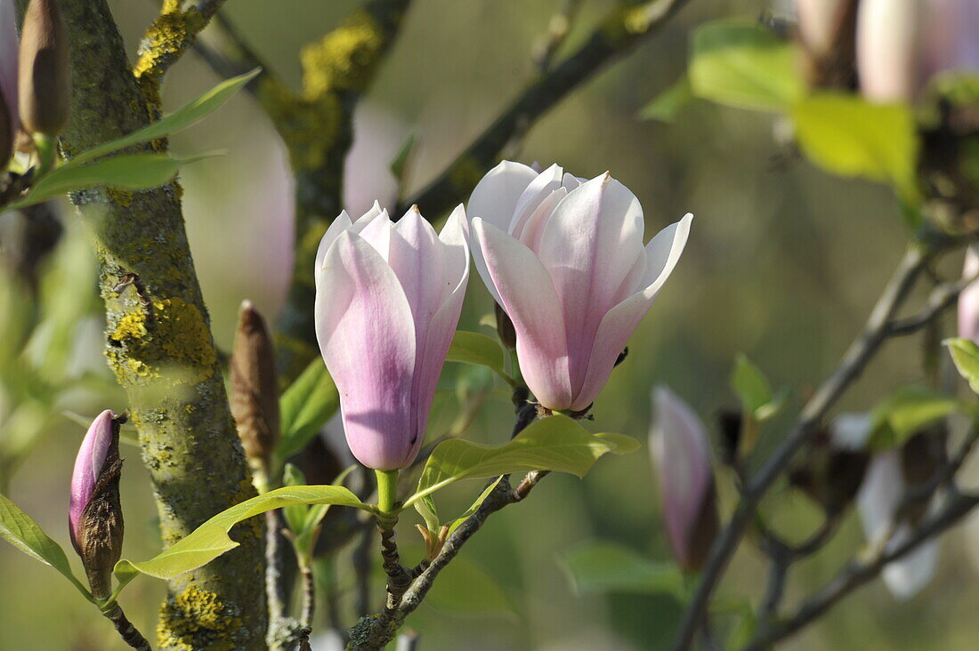 Magnolia x soulangiana 'Heaven Scent'