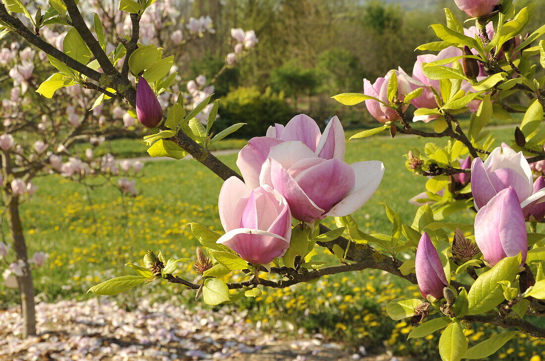 Magnolia soulangiana Sweet Symphonie