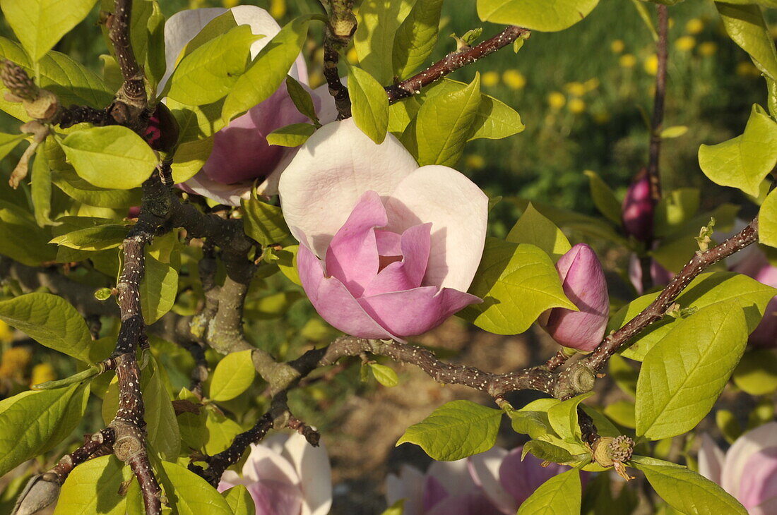 Magnolia soulangiana Sweet Symphonie