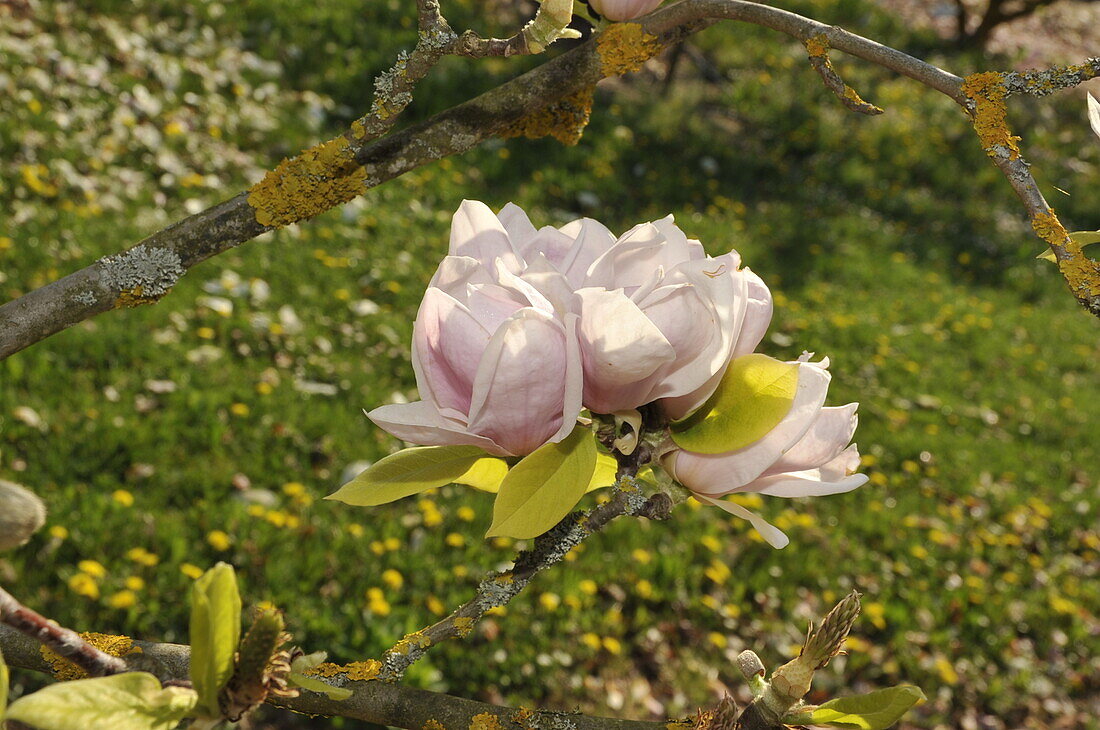Magnolia x soulangiana 'Lombardy Rose'