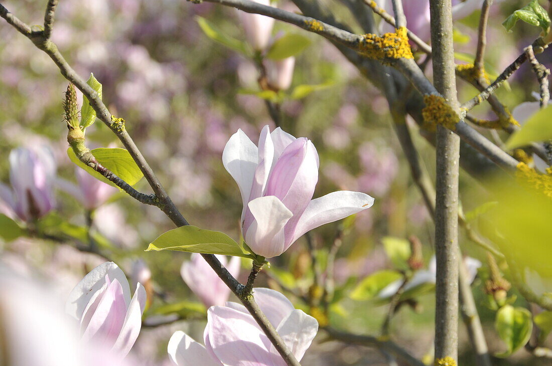Magnolia x soulangiana 'Purpliana'