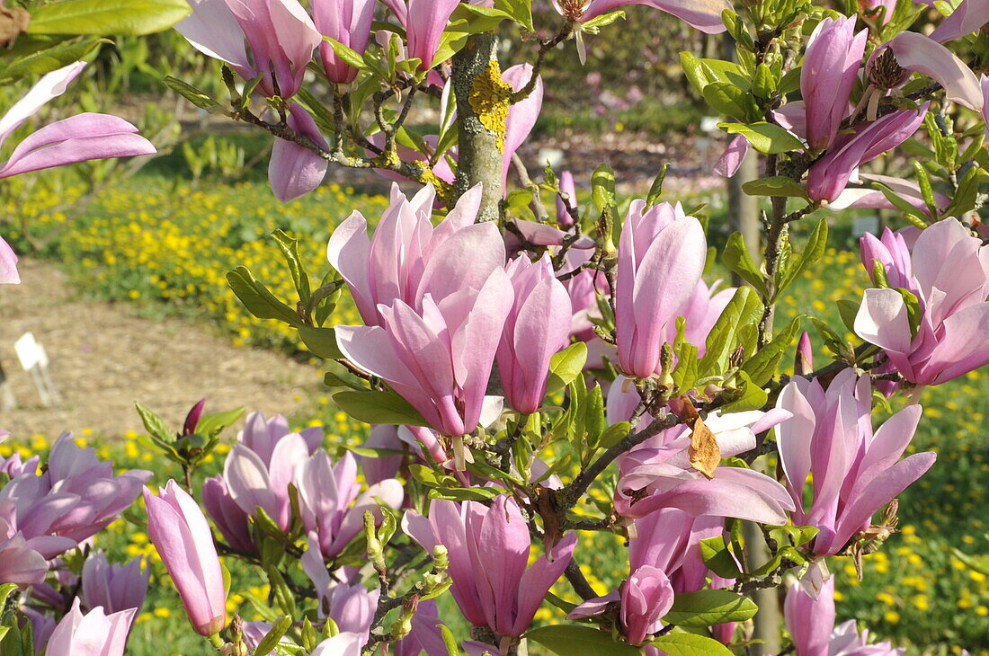 Magnolia x brooklynensis