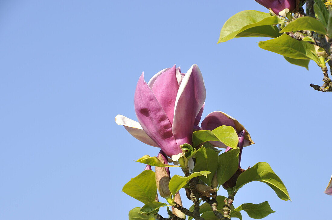 Magnolia x soulangiana 'Nakamura'