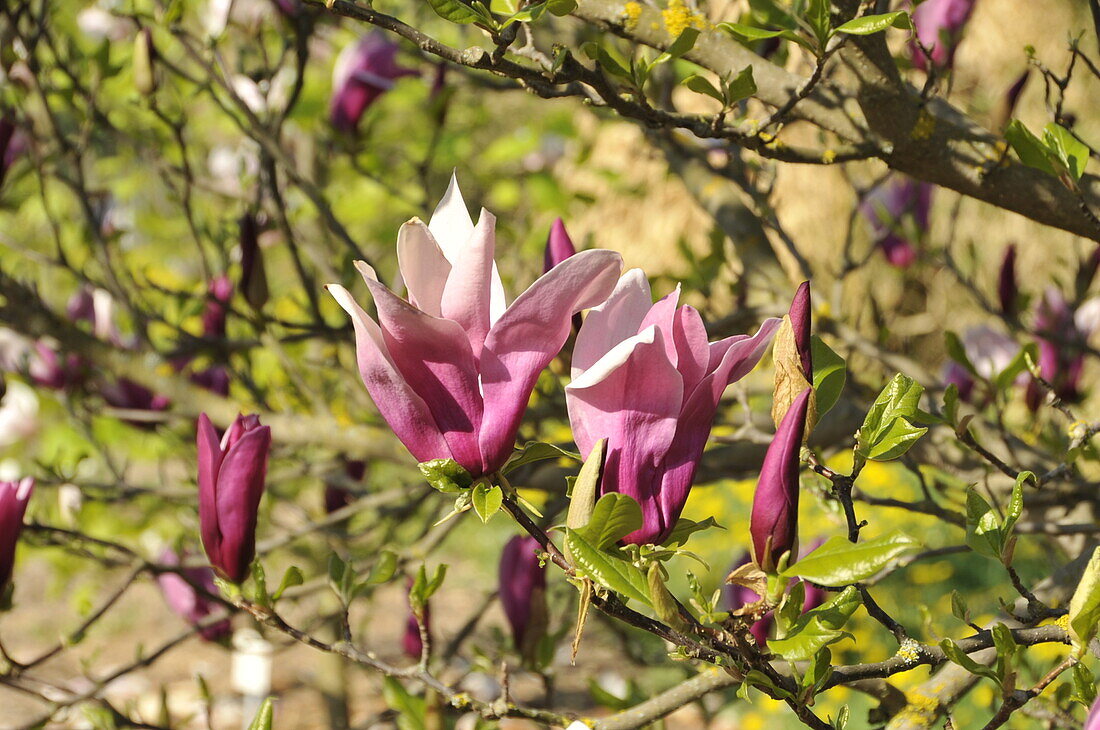 Magnolia 'Big Dude