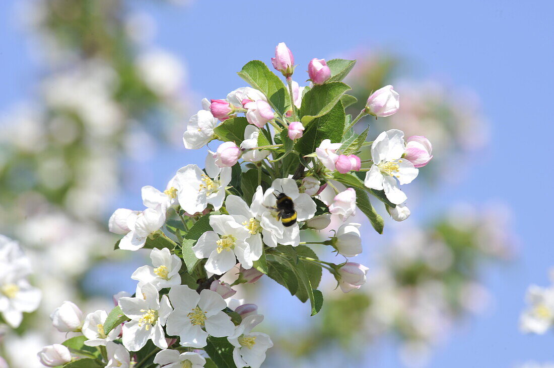 Hummel an Apfelblüte