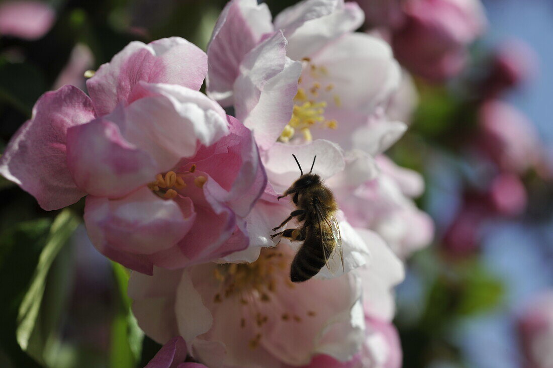 Bee in a blossom