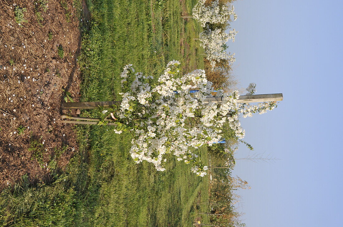 Malus Evereste