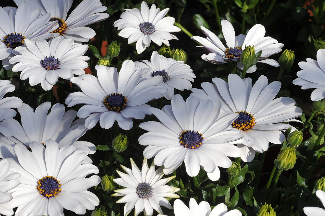 Osteospermum ecklonis 'Compact FlowerPower® White'.