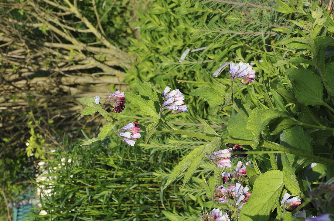 Symphytum 'Miraculum'