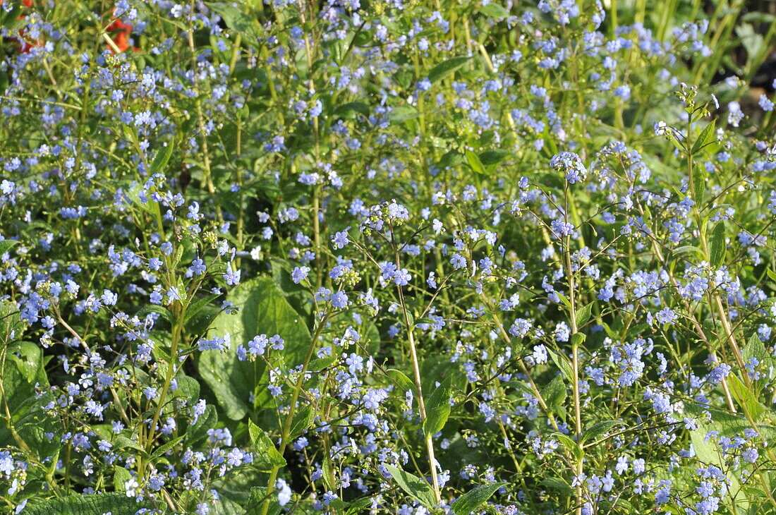 Brunnera macrophylla 'Langtrees'