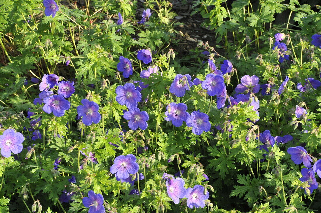 Geranium himalayense 'Gravetye'