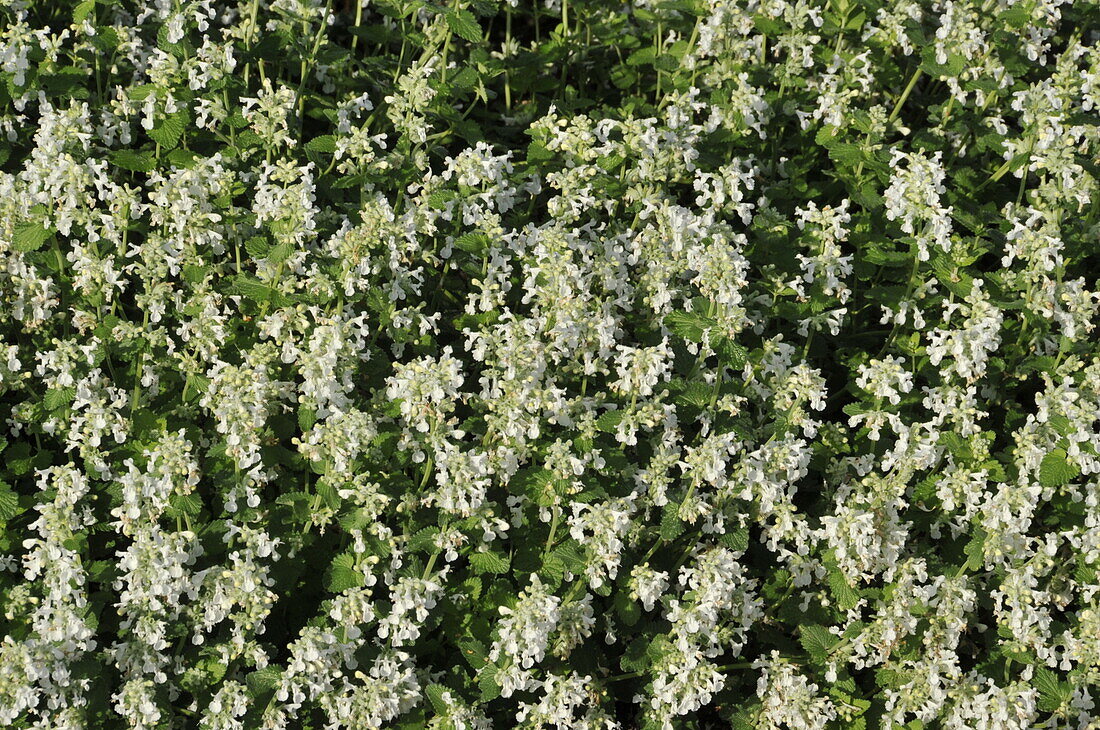 Nepeta x faassenii 'Snowflake'