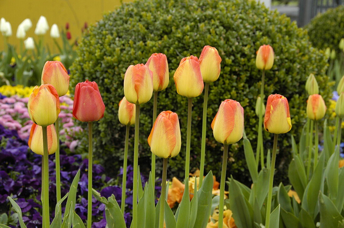 Tulipa, yellow-red