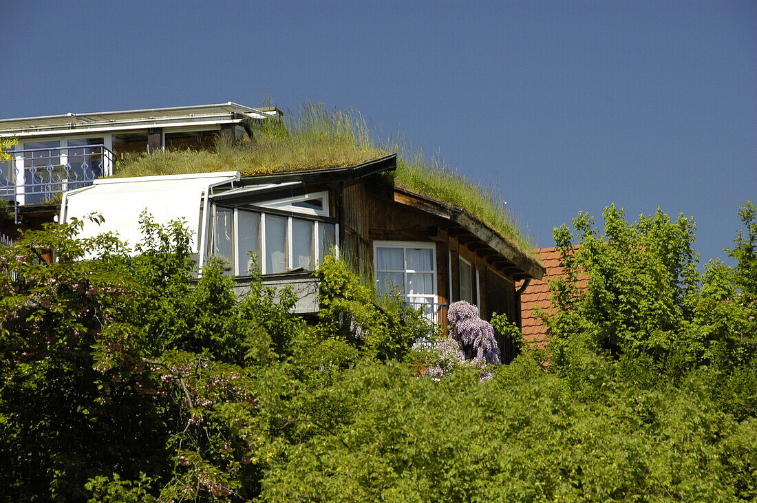 Green roofs