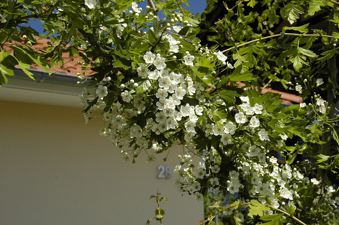 Crataegus laevigata