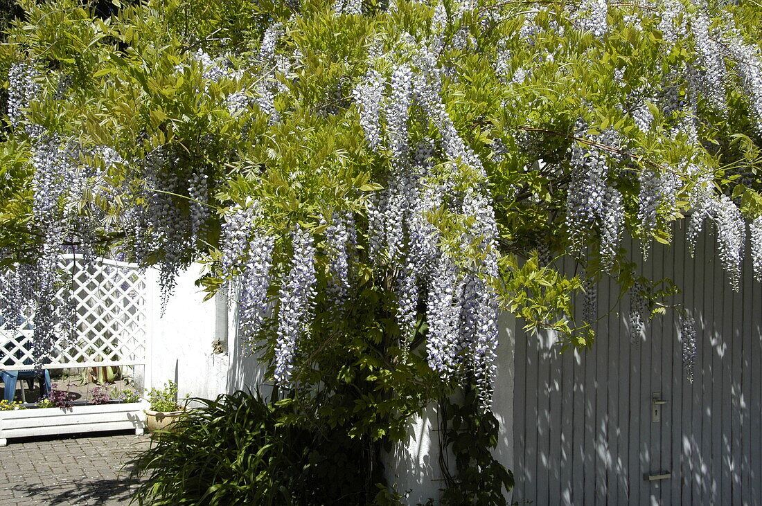 Wisteria sinensis, blau