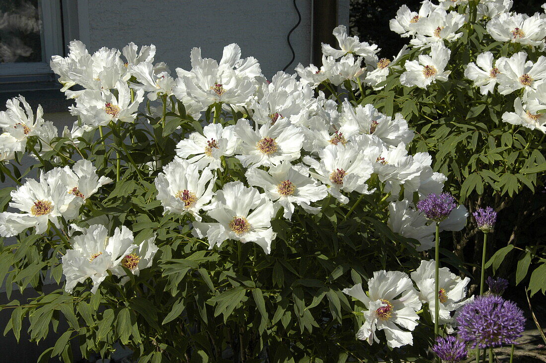 Paeonia x suffruticosa, white