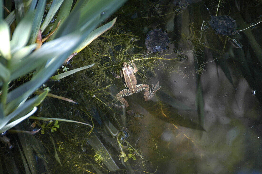 Frog in a pond