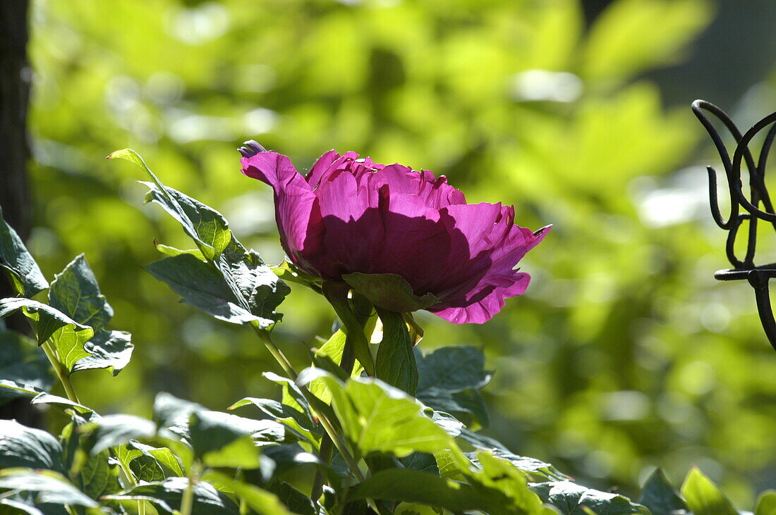 Paeonia