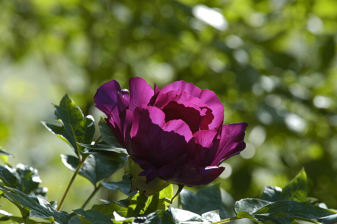 Paeonia