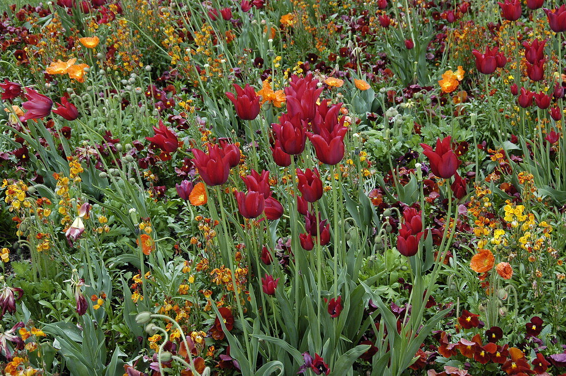 Tulipa, rot