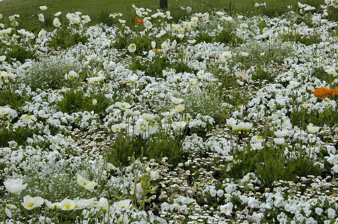 white flowering flowerbed