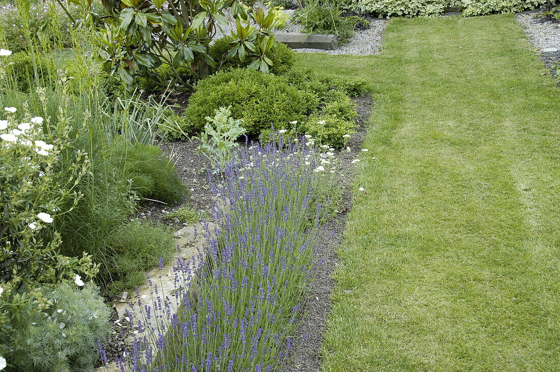 Herb bed with lavender