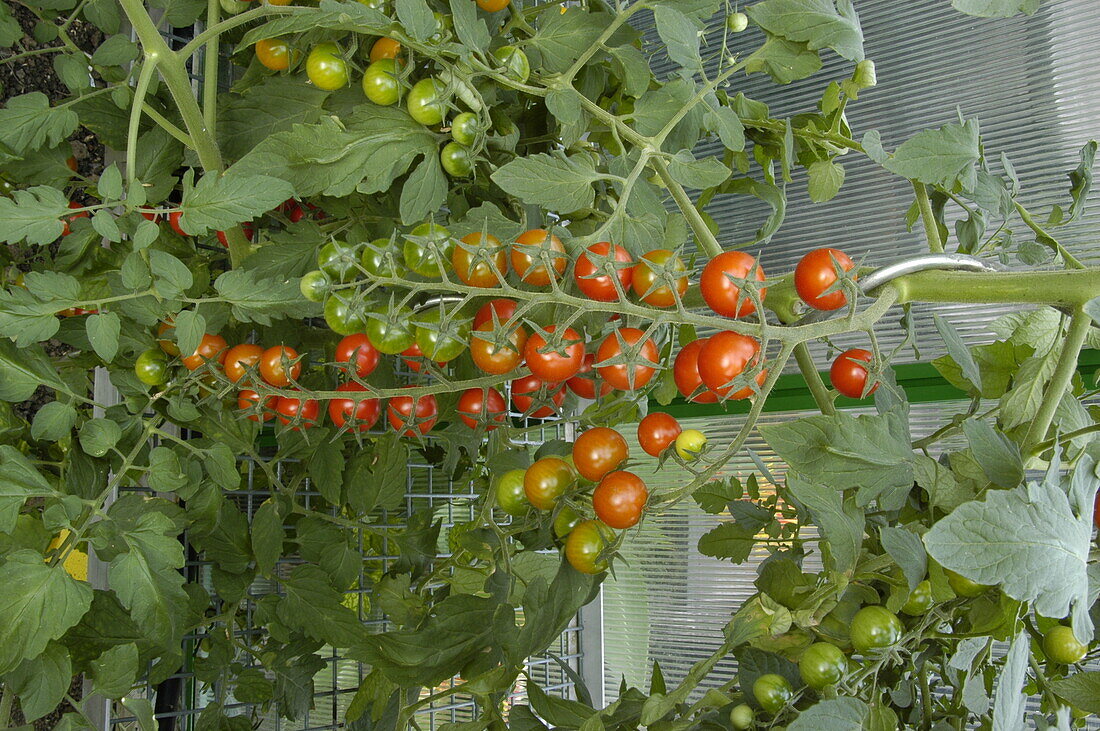 Solanum lycopersicum Tropical