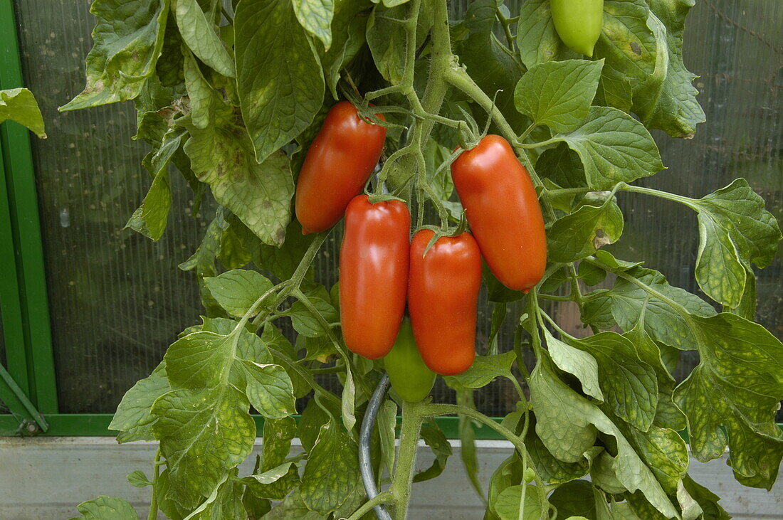 Solanum lycopersicum 'San Marzano'