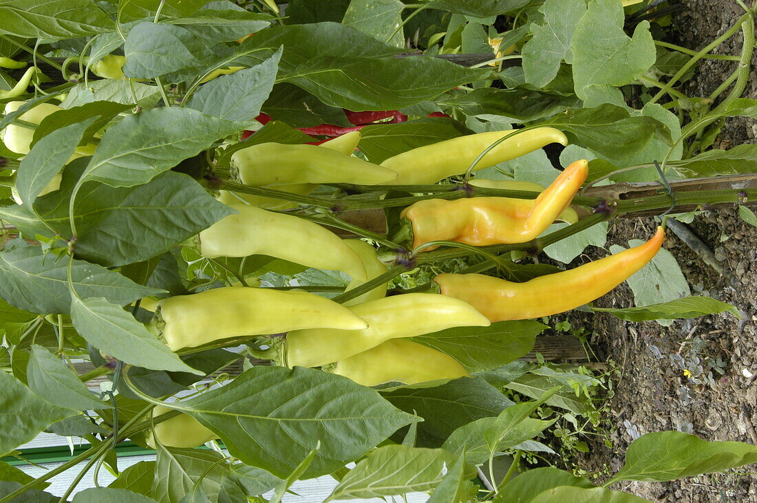 Capsicum annuum 'Pinokkio'