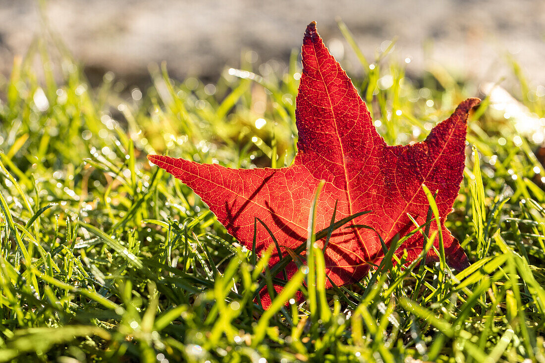 Liquidambar styraciflua