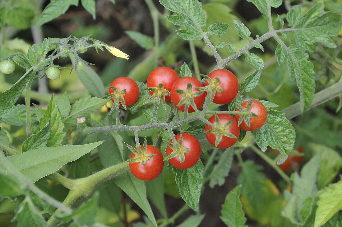 Solanum lycopersicum 'Rote Murmel'