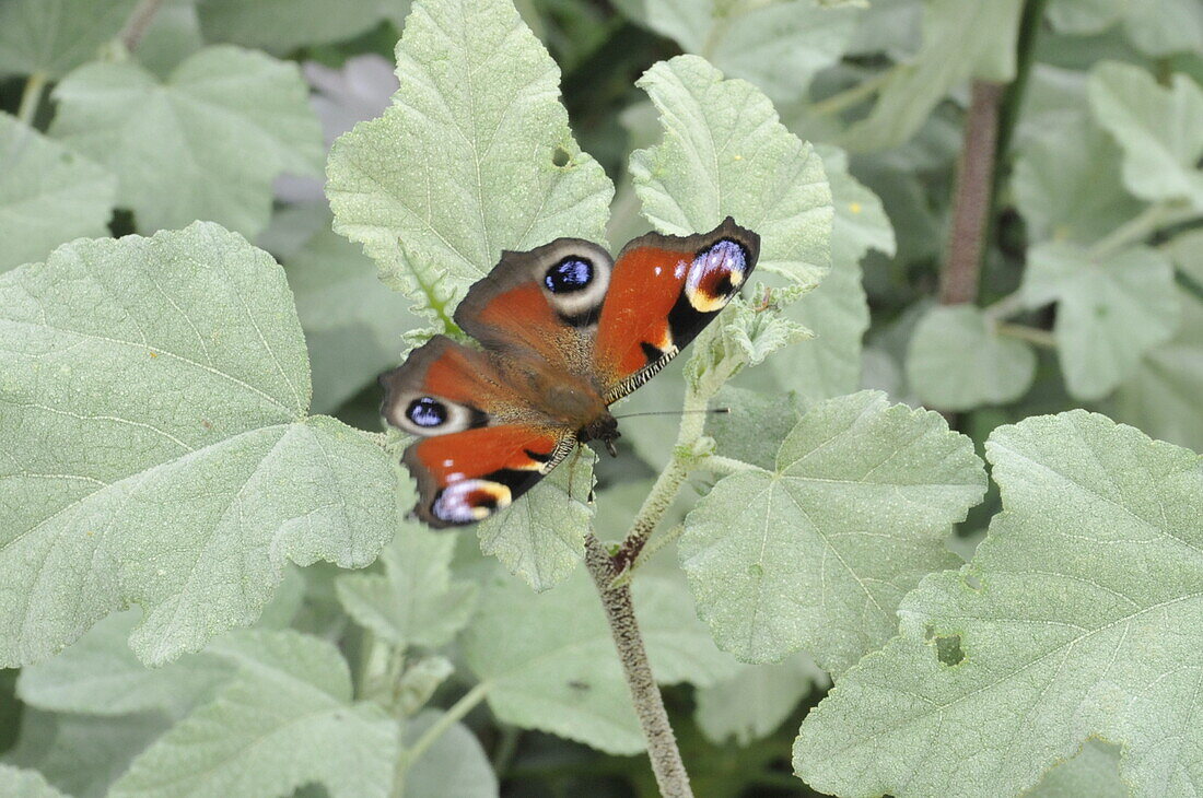 Peacock butterfly