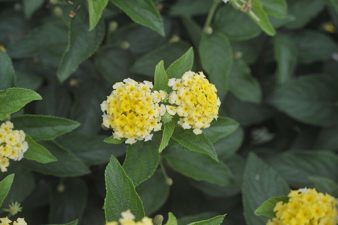 Lantana camara, gelb