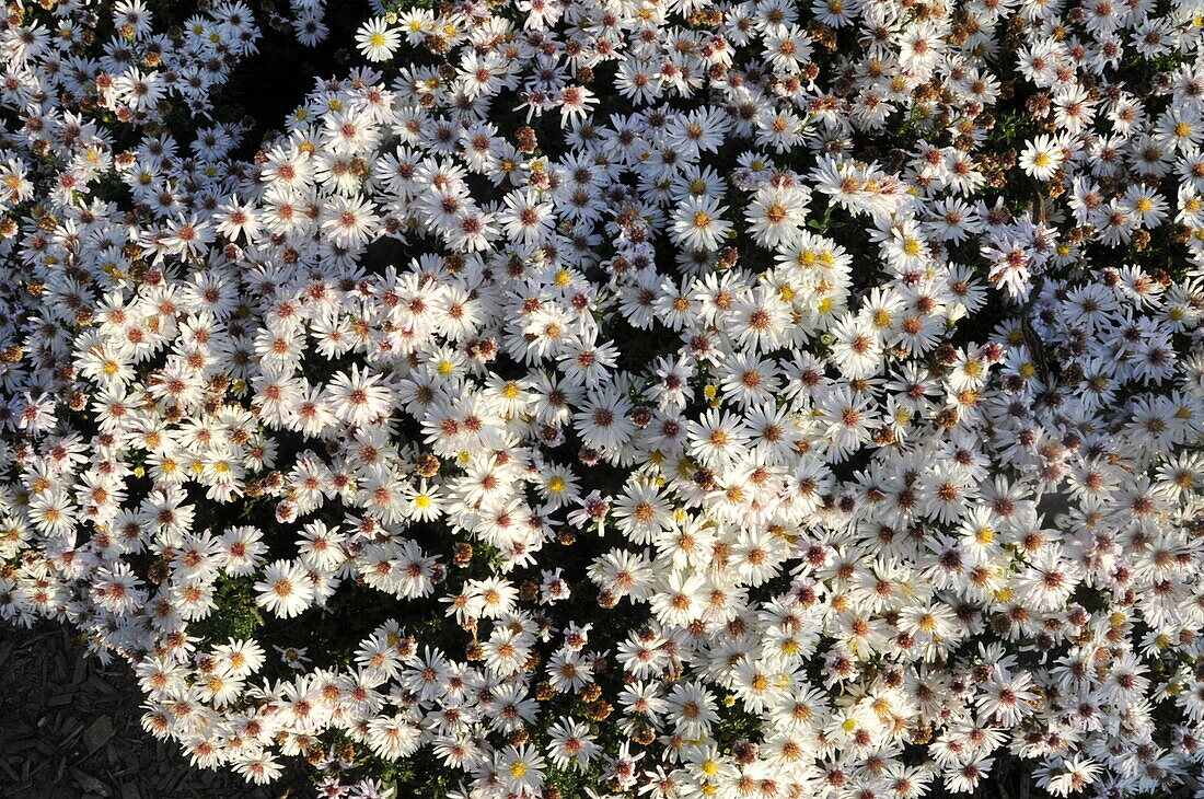 Aster dumosus 'Niobe