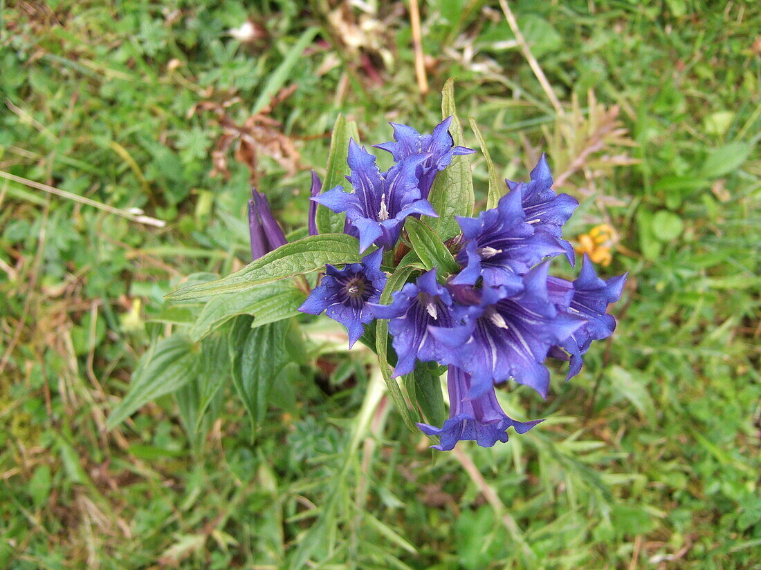 Gentiana asclepiadea