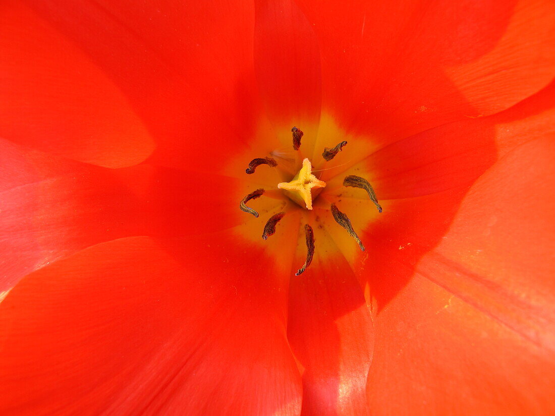 red tulip flower