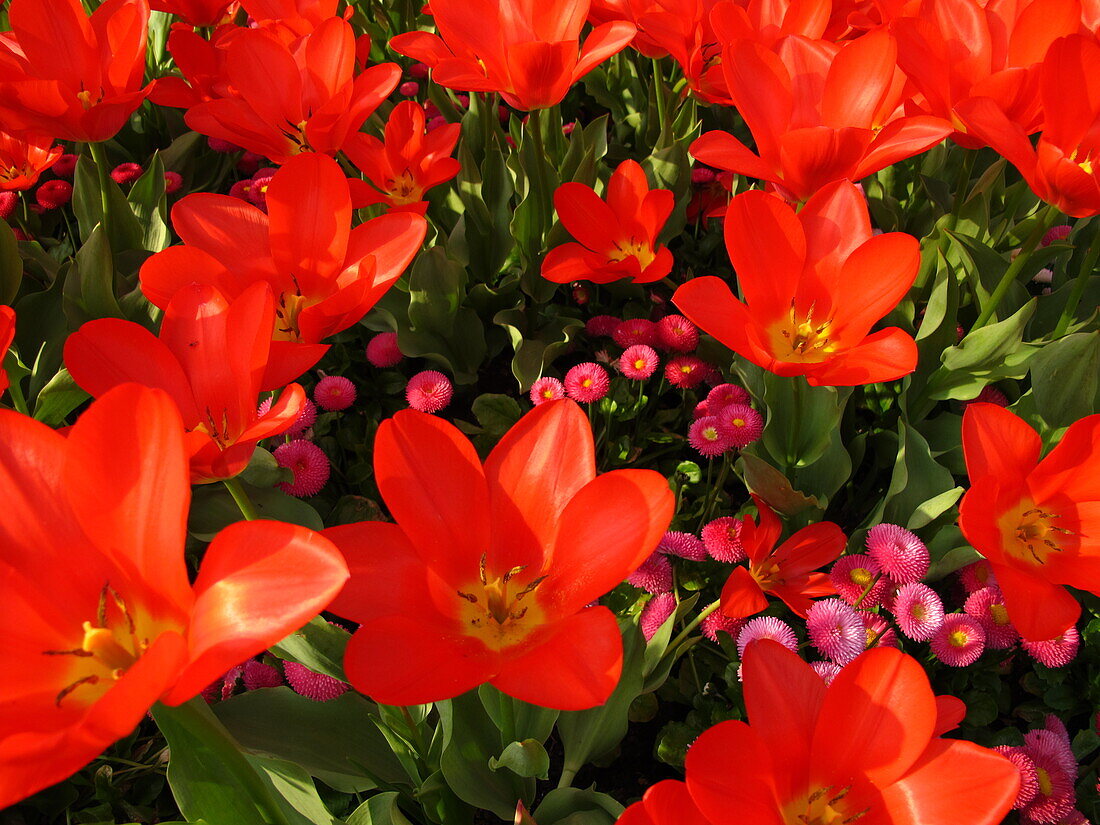 red tulip blossom